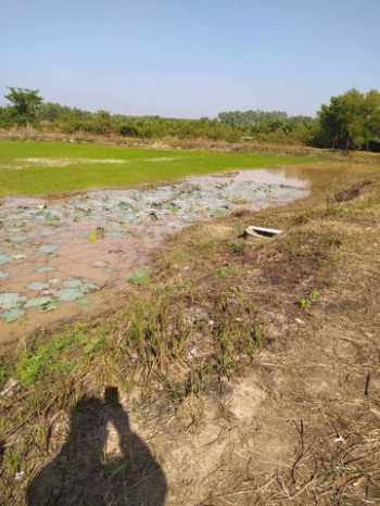 ที่ดินติดน้ำ! บ้านจันทน์ บ้านดุง อุดรธานี – แปลงใหญ่ 4 ไร่ 2 งาน 8 ตร.วา